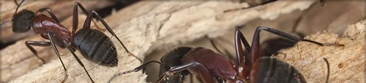 Close-up of ants on wood showing an active ant infestation in Salt Lake City, UT