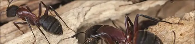 Close-up of ants on wood showing an active ant infestation in Salt Lake City, UT