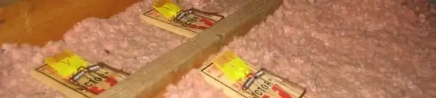 Mouse traps placed in an attic for rodent control in Salt Lake City, UT