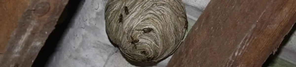 Wasp nest in an attic space, a common home infestation risk in Salt Lake City, UT
