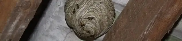 Wasp nest in an attic space, a common home infestation risk in Salt Lake City, UT