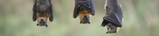 Bats roosting together, a common sign of a bat infestation in Salt Lake City, UT