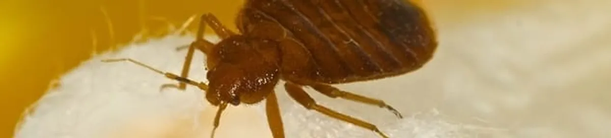 Close-up of a bed bug, a sign of an active infestation in Salt Lake City, UT