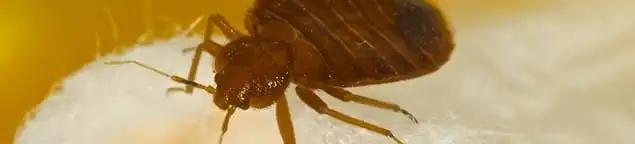 Close-up of a bed bug, a sign of an active infestation in Salt Lake City, UT