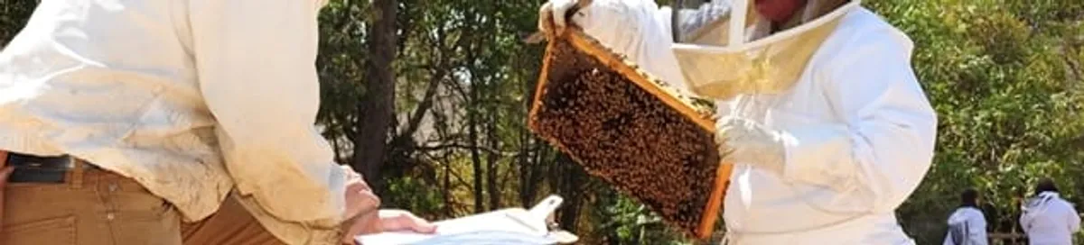 Bee removal specialists relocating a hive and honeycomb safely in Salt Lake City, UT