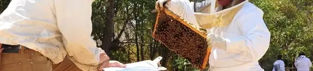 Bee removal specialists relocating a hive and honeycomb safely in Salt Lake City, UT
