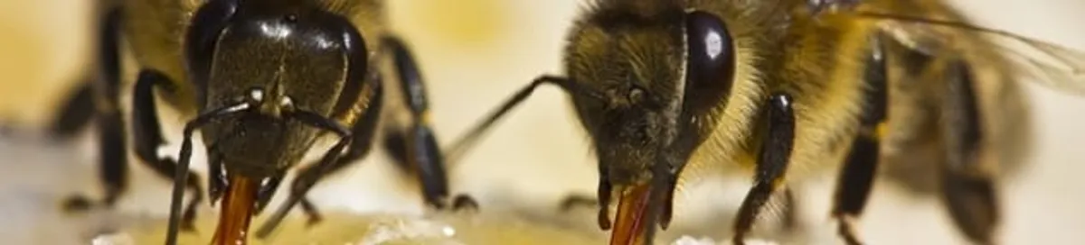 Close-up of honey bees, a sign of a nearby hive in Salt Lake City, UT