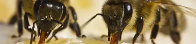 Close-up of honey bees, a sign of a nearby hive in Salt Lake City, UT