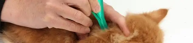 Flea treatment for pets using a flea comb, a sign of flea problems in Salt Lake City, UT
