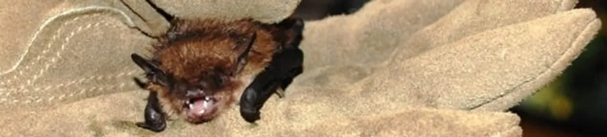 Bat removal specialist holding a bat safely during humane exclusion in Salt Lake City, UT