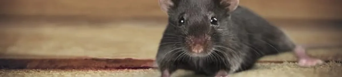 Mouse indoors, a common sign of a rodent infestation in Salt Lake City, UT