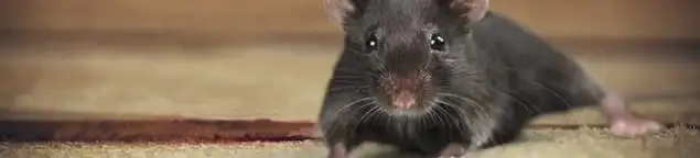 Mouse indoors, a common sign of a rodent infestation in Salt Lake City, UT