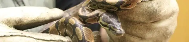 Snake removal specialist safely handling a snake with protective gloves in Salt Lake City, UT