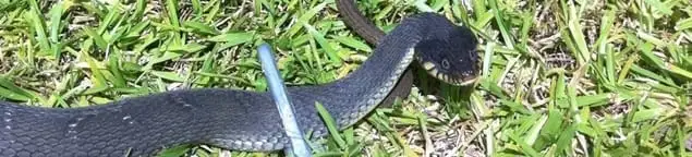 Snake in a yard, a common sign of a snake problem near a home in Salt Lake City, UT