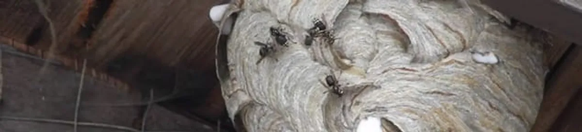 Close-up of a wasp nest with active wasps, a sign of an infestation in Salt Lake City, UT