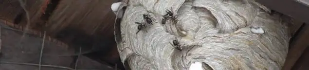 Close-up of a wasp nest with active wasps, a sign of an infestation in Salt Lake City, UT
